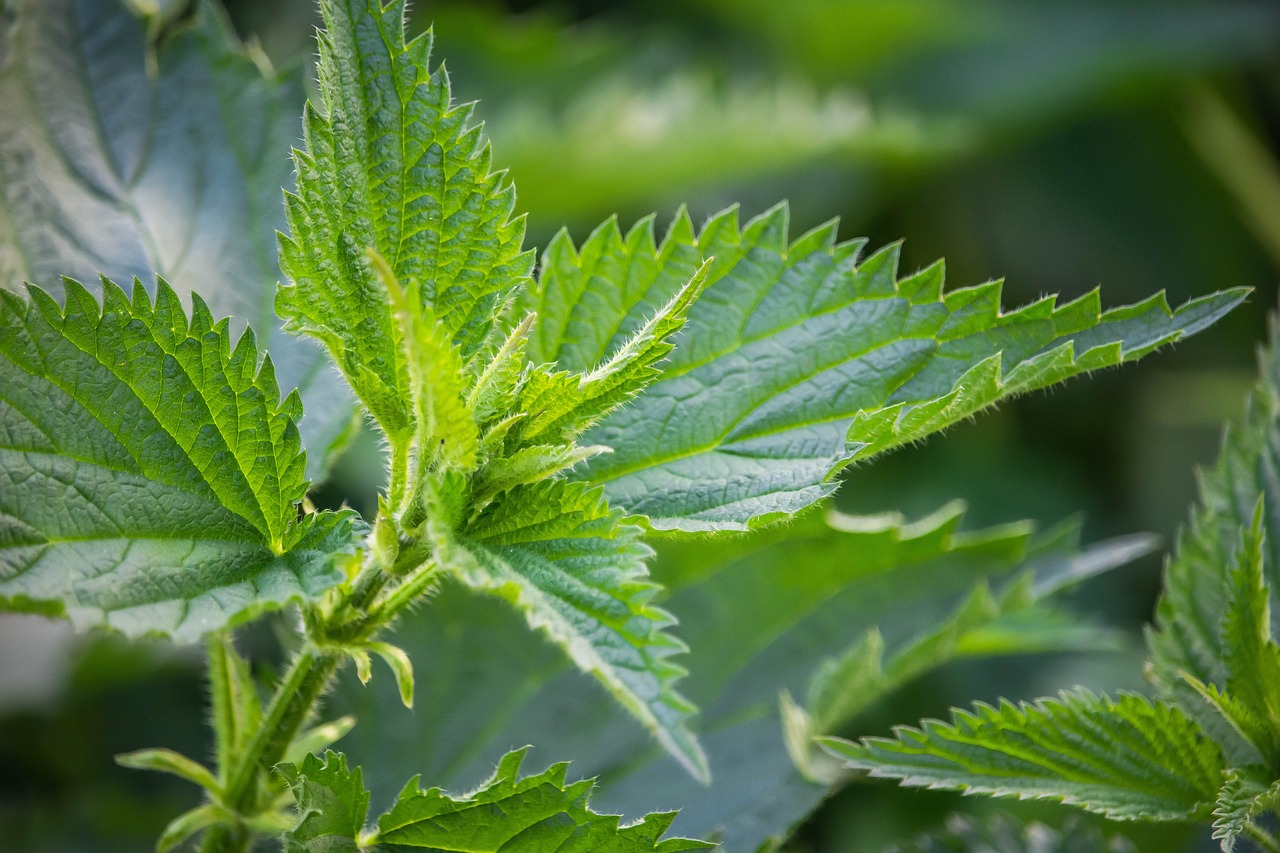 Stinging Nettle Leaf - Image 5